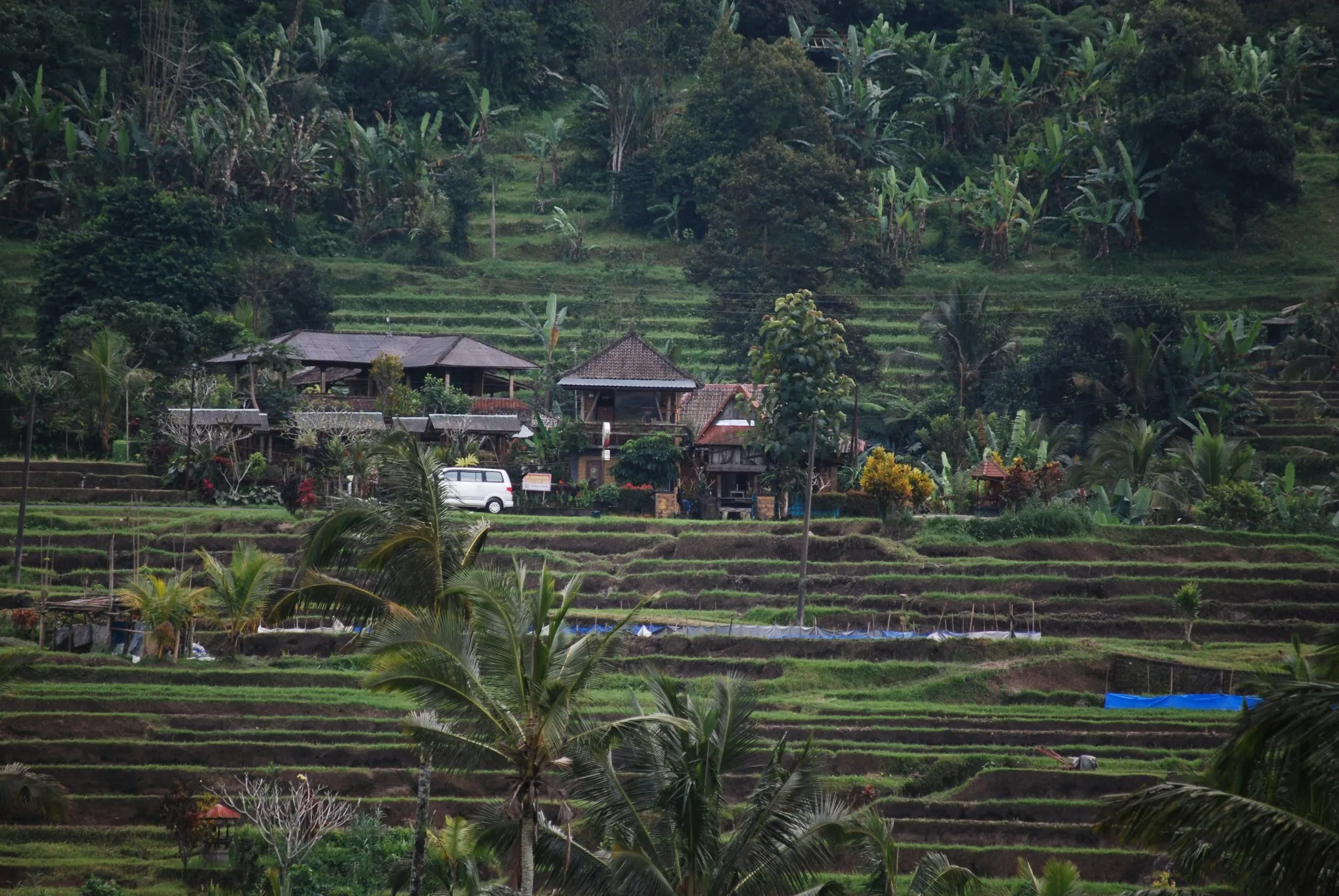 Traditional homestay and rice terraces in rural Bali surrounded by tropical greenery